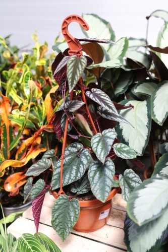 Cissus Discolor (5).JPG