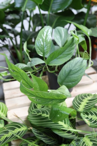epipremnum cebu blue (1).JPG