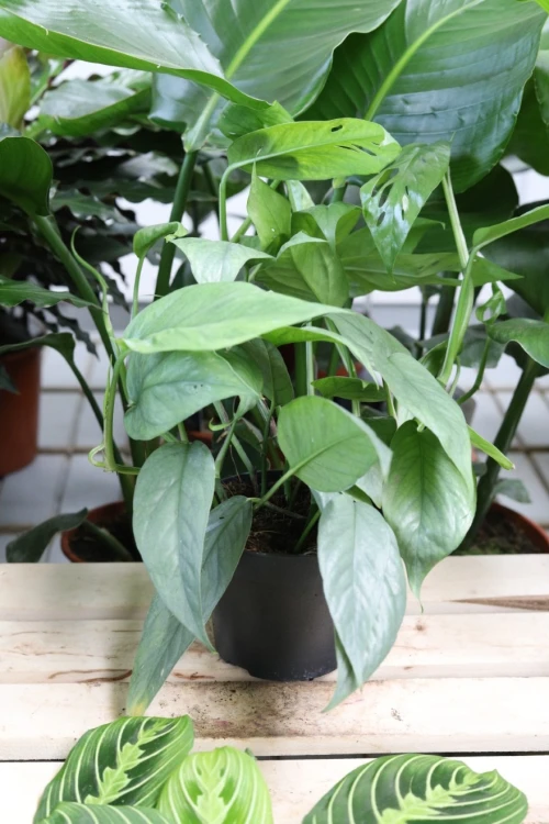 epipremnum cebu blue (2).JPG