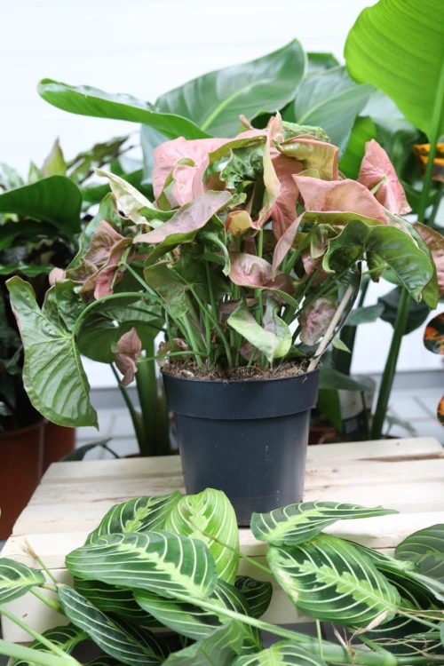 syngonium neon robusta (1).JPG