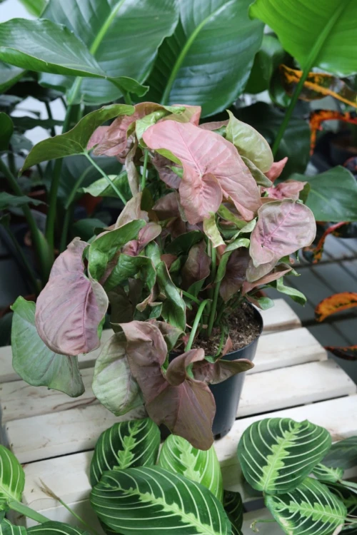 syngonium neon robusta (2).JPG