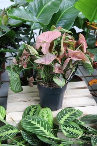 syngonium neon robusta (3).JPG