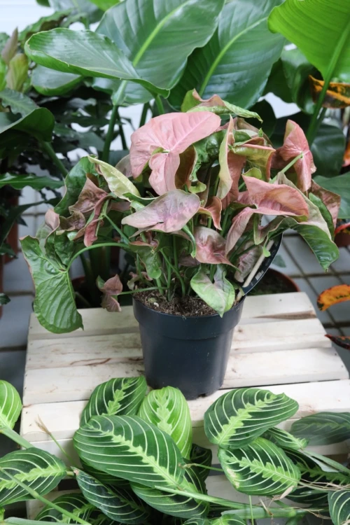 syngonium neon robusta (3).JPG