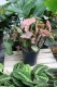 syngonium neon robusta (3).JPG