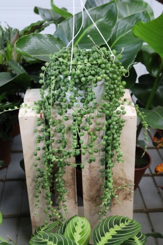 senecio rowleyanus xl (2).JPG