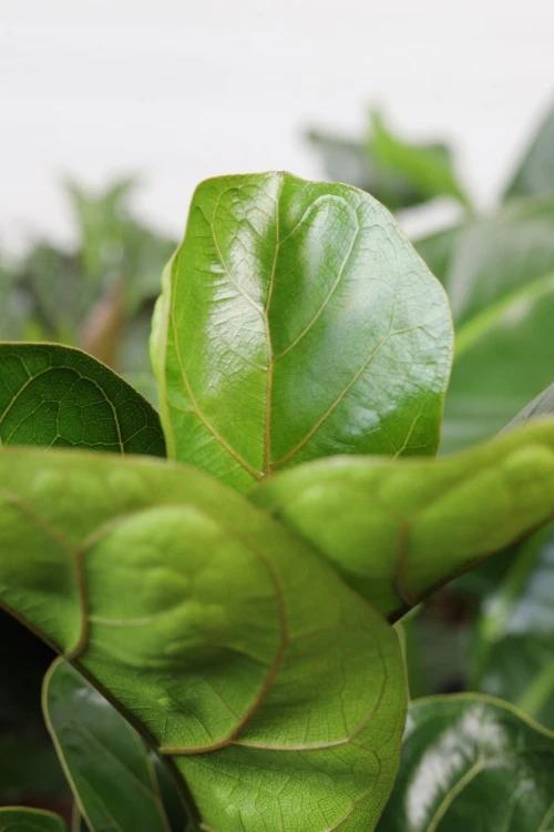 ficus lyrata bambino (1).JPG