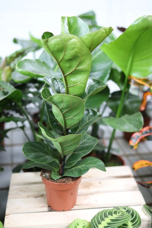 ficus lyrata bambino (2).JPG