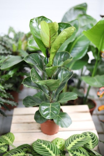 ficus lyrata bambino (3).JPG