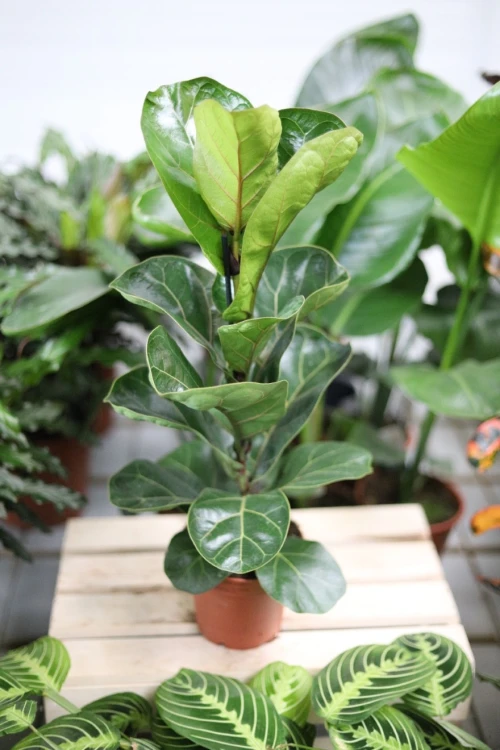 ficus lyrata bambino (3).JPG