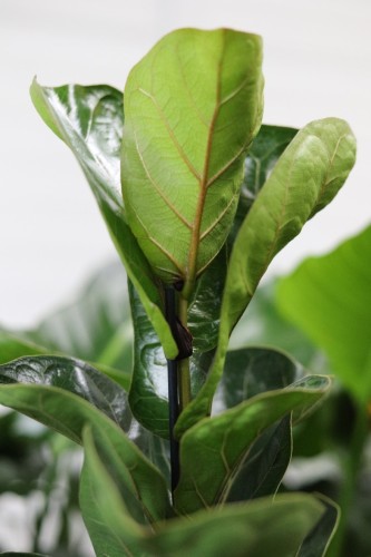 ficus lyrata bambino (4).JPG