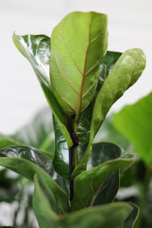 ficus lyrata bambino (4).JPG