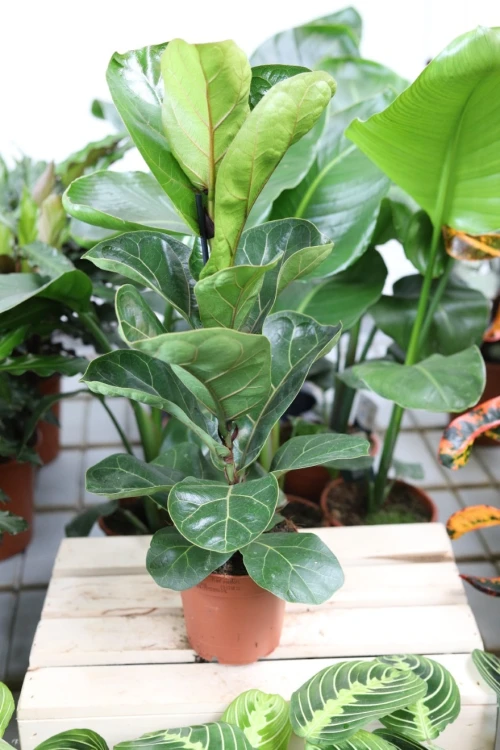 ficus lyrata bambino (5).JPG