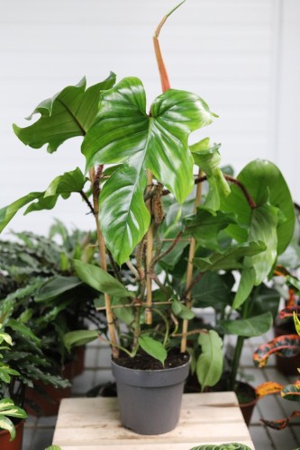 philodendron squamiferum xl (4).JPG