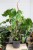 philodendron squamiferum xl (4).JPG