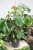 philodendron squamiferum xl (5).JPG