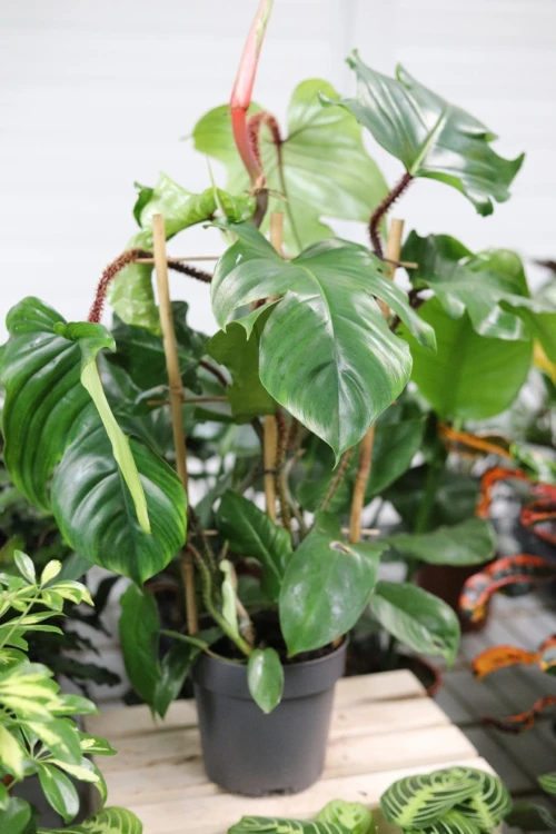 philodendron squamiferum xl (5).JPG