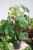 philodendron squamiferum xl (6).JPG