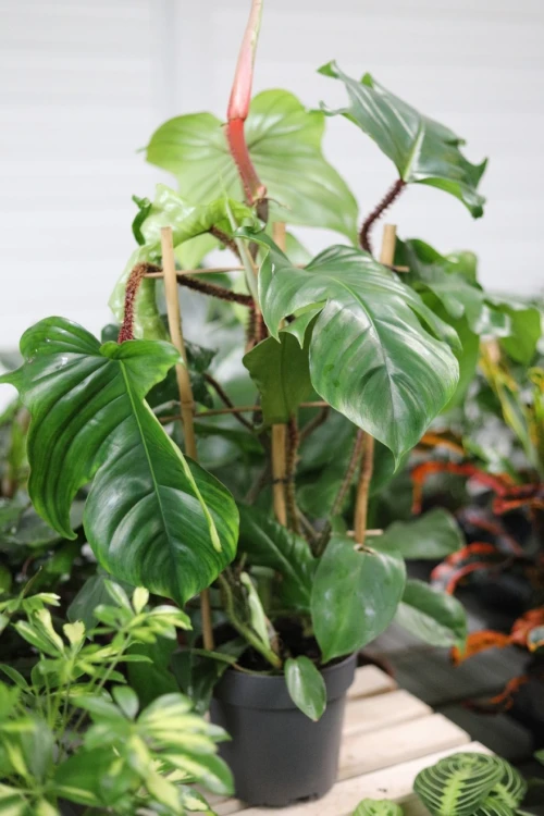 philodendron squamiferum xl (6).JPG