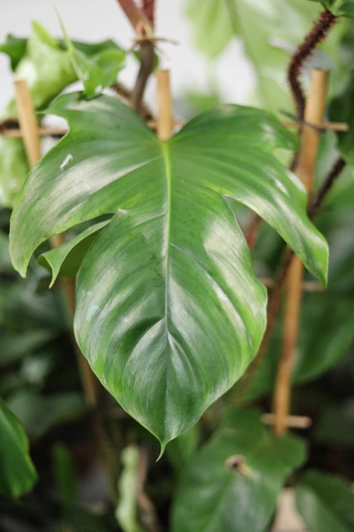 philodendron squamiferum xl (1).JPG