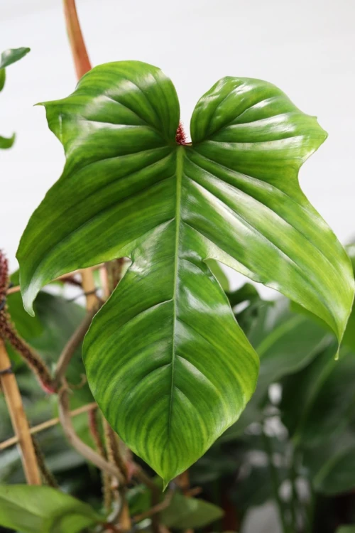 philodendron squamiferum xl (2).JPG