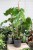 philodendron squamiferum xl (3).JPG