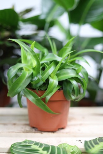 chlorophytum green bonnie (3).JPG