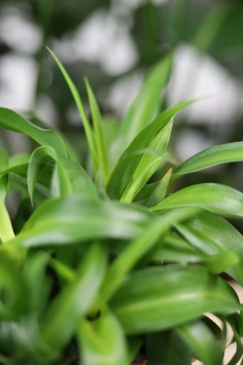 chlorophytum green bonnie (1).JPG