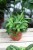 chlorophytum green bonnie (2).JPG