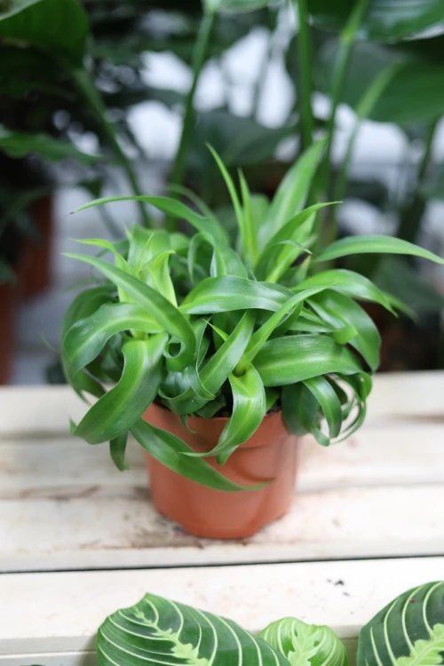chlorophytum green bonnie (2).JPG