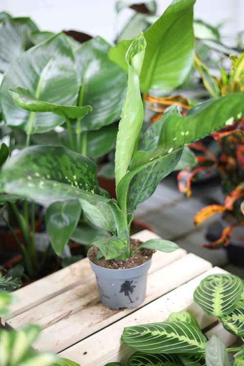 dieffenbachia crocodile (2).JPG