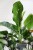 dieffenbachia crocodile (3).JPG