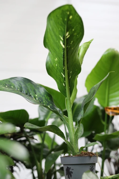 dieffenbachia crocodile (3).JPG