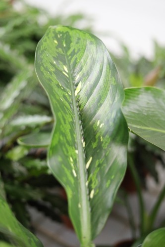 dieffenbachia crocodile (1).JPG