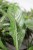 dieffenbachia crocodile (1).JPG