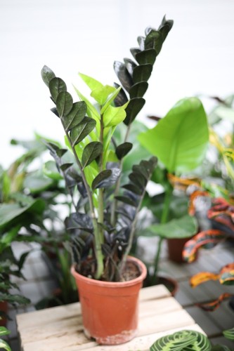 zamioculcas raven (1).JPG
