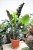 zamioculcas raven (1).JPG