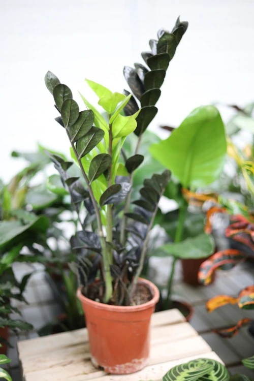 zamioculcas raven (1).JPG