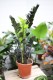 zamioculcas raven (1).JPG