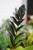 zamioculcas raven (2).JPG