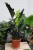 zamioculcas raven (3).JPG