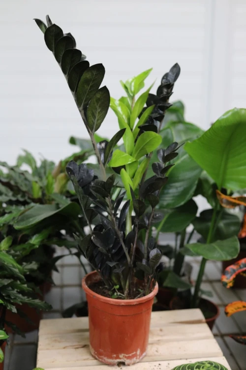 zamioculcas raven (3).JPG
