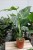 monstera thai constellation xl (3).JPG