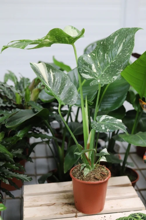 monstera thai constellation xl (3).JPG