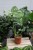 monstera thai constellation xl (4).JPG