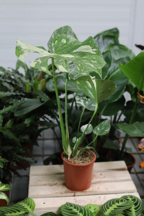 monstera thai constellation xl (4).JPG
