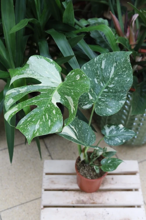 monstera thai constellation xl (5).JPG