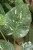 monstera thai constellation xl (6).JPG