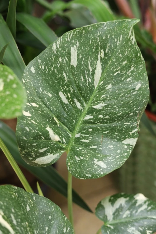 monstera thai constellation xl (6).JPG