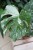 monstera thai constellation xl (1).JPG