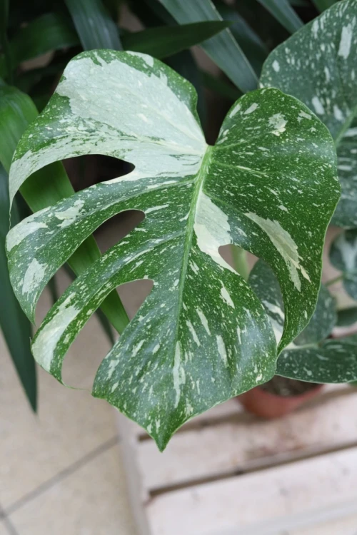 monstera thai constellation xl (1).JPG